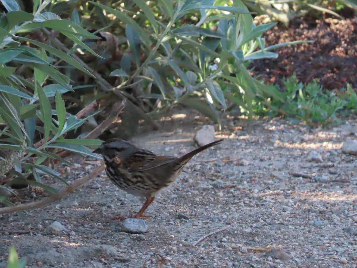 Song Sparrow - ML643425348