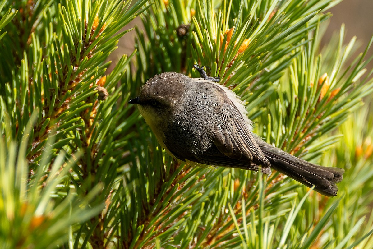 Bushtit - ML643425349