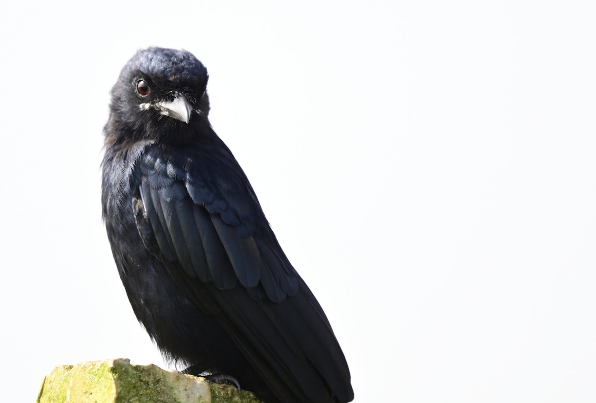Königsdrongo - ML643425355