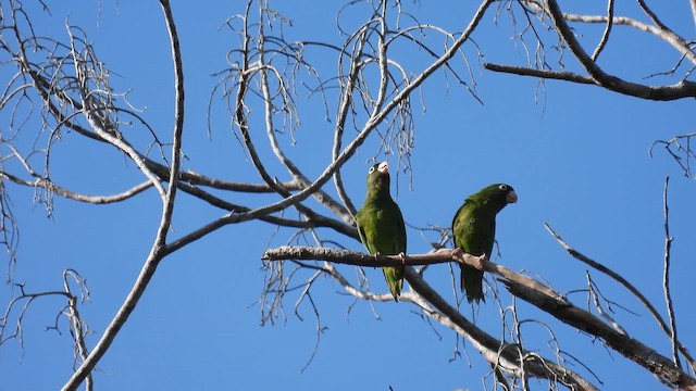 Golden-winged Parakeet - ML643425360