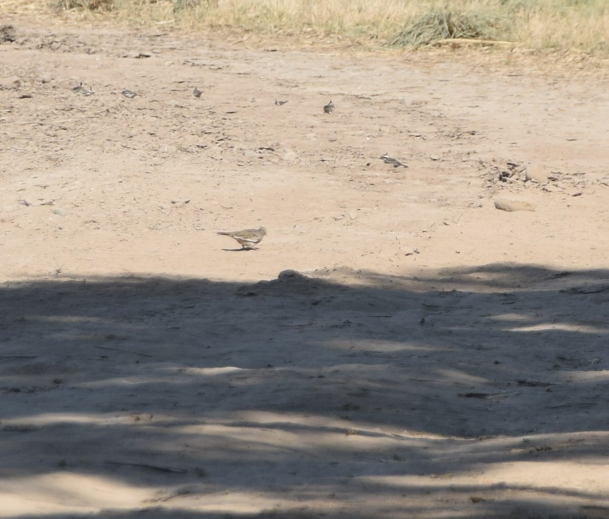 Picui Ground Dove - ML643425370