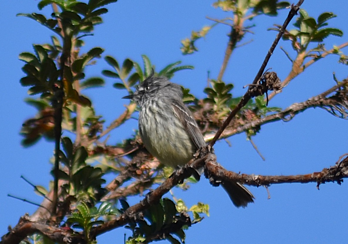 Taurillon mésange - ML643425379