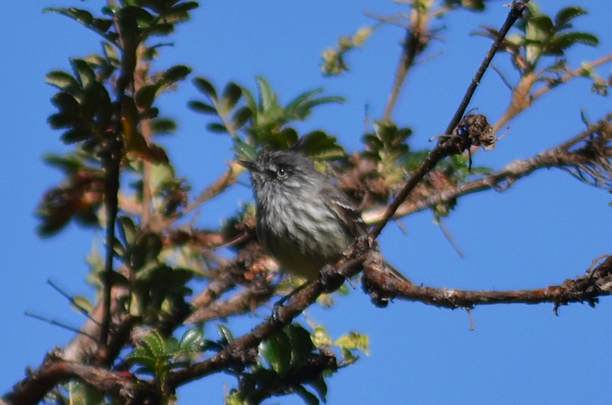 Taurillon mésange - ML643425380