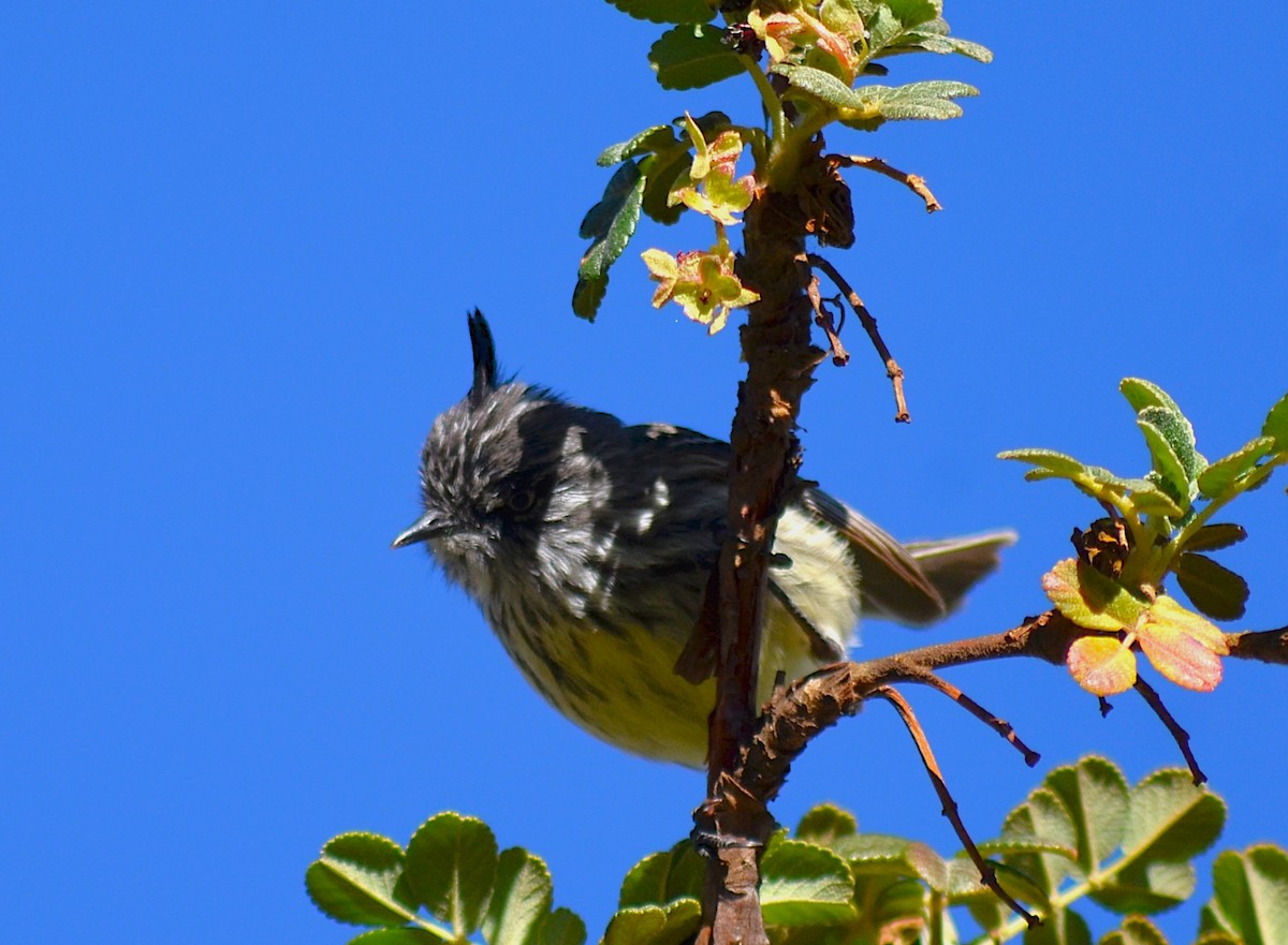 Taurillon mésange - ML643425381