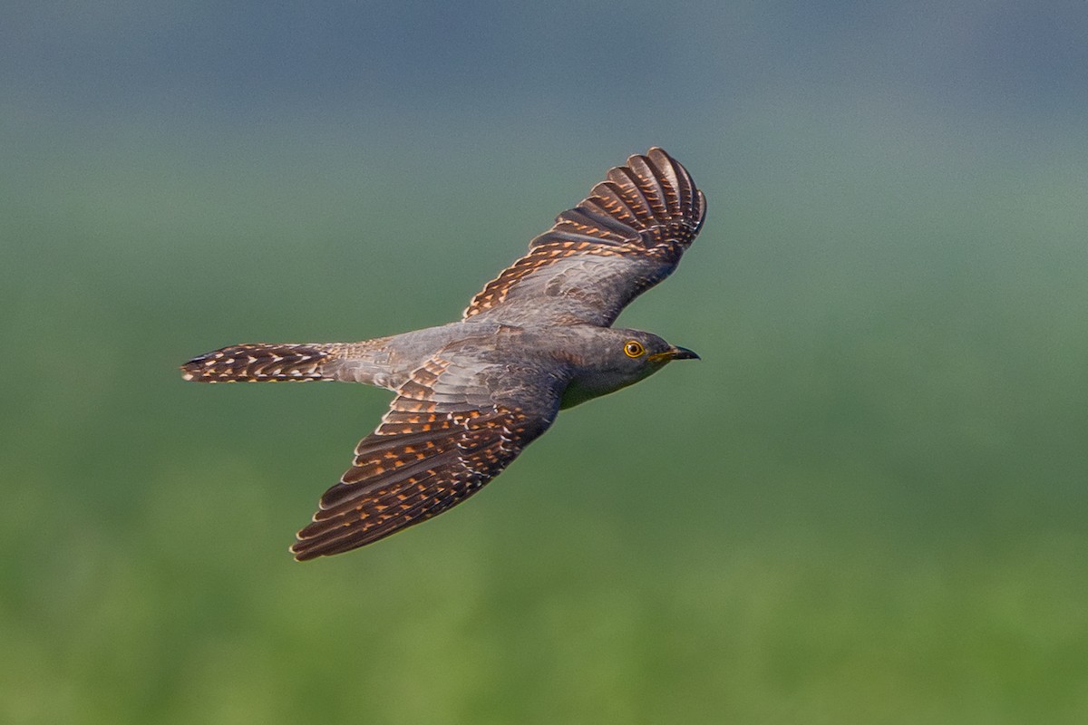 Common Cuckoo - ML643425389