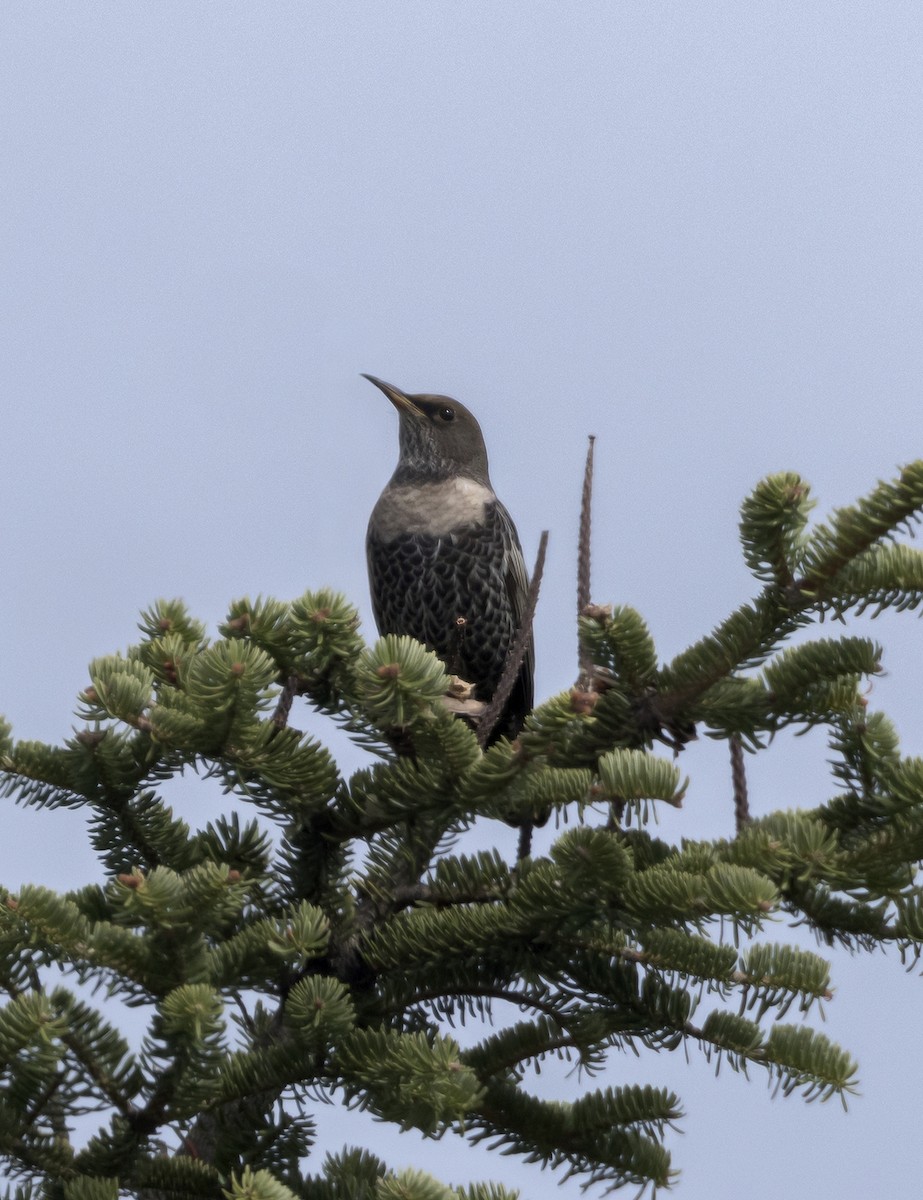 kos horský - ML643425390