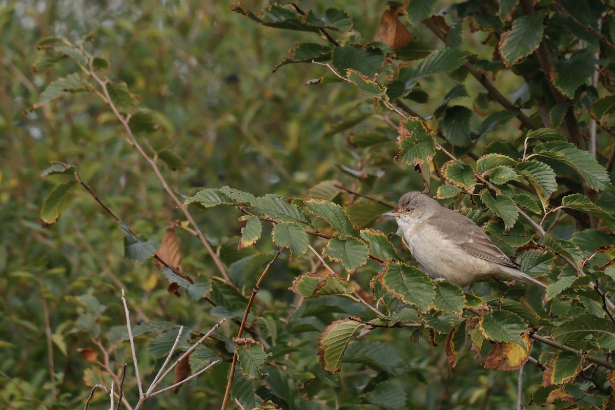 Barred Warbler - ML643425393
