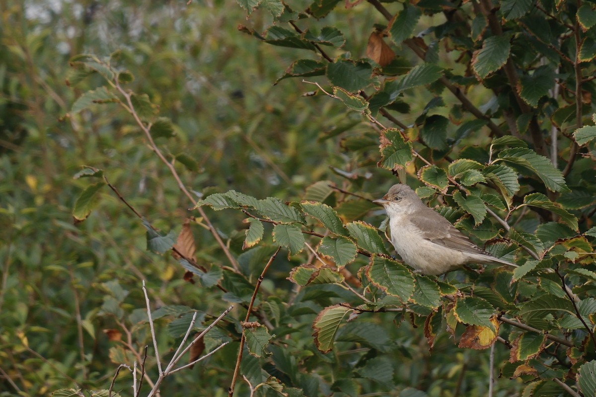 Barred Warbler - ML643425394