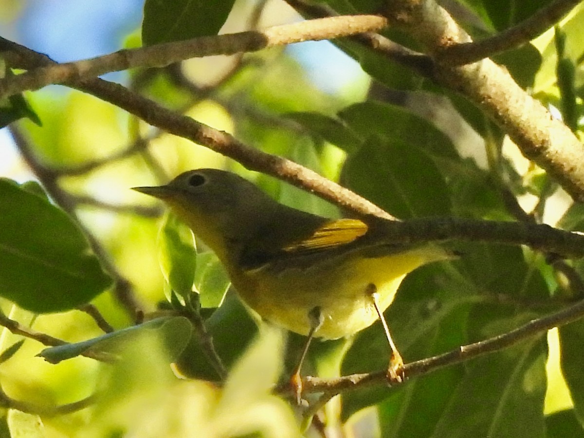 Nashville Warbler - ML643425399