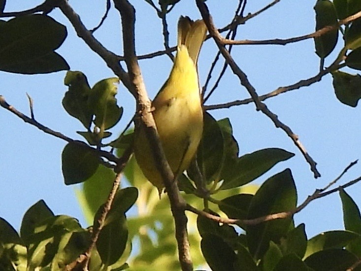 Nashville Warbler - ML643425400
