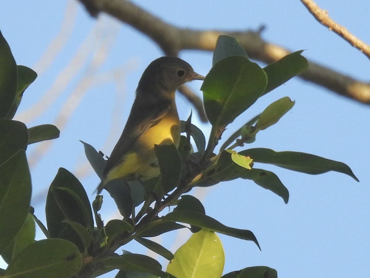 Nashville Warbler - ML643425401