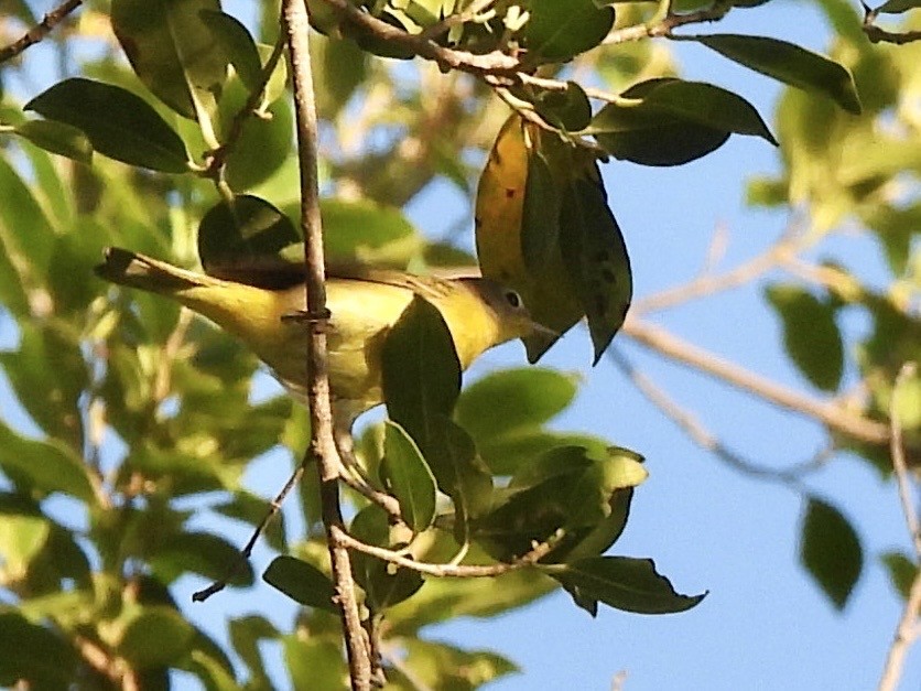 Nashville Warbler - ML643425402