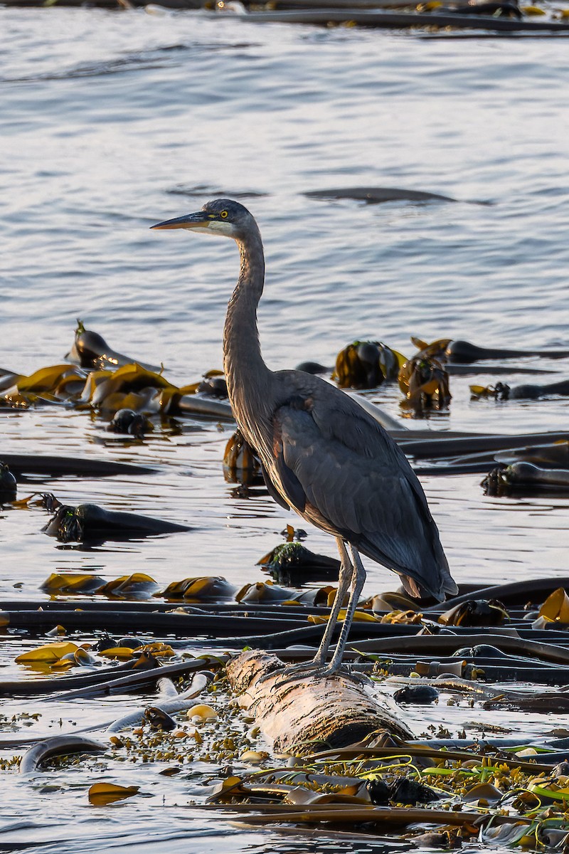 Great Blue Heron - ML643425409