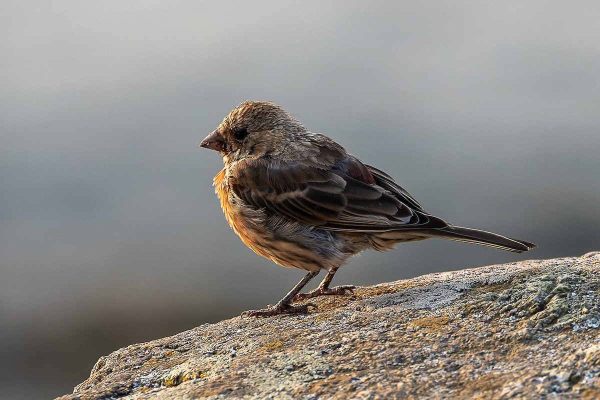 House Finch - ML643425412