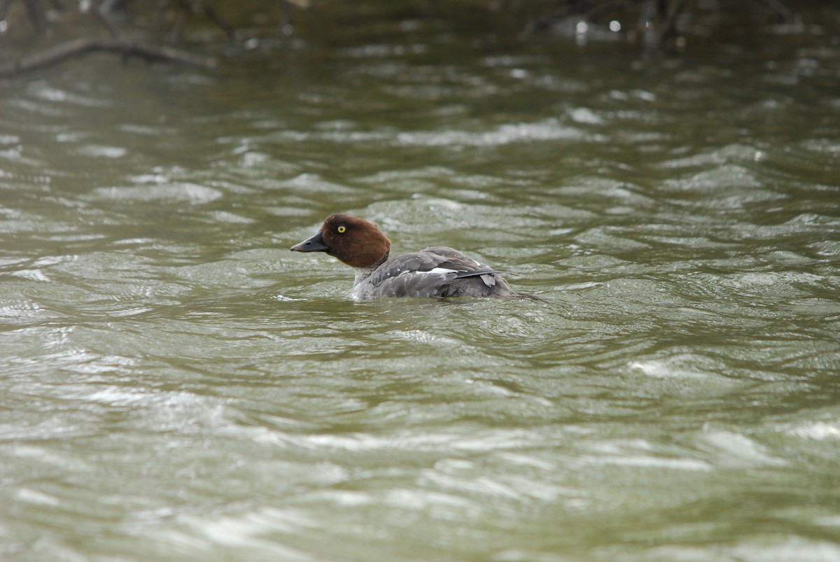 Common Goldeneye - ML643425415