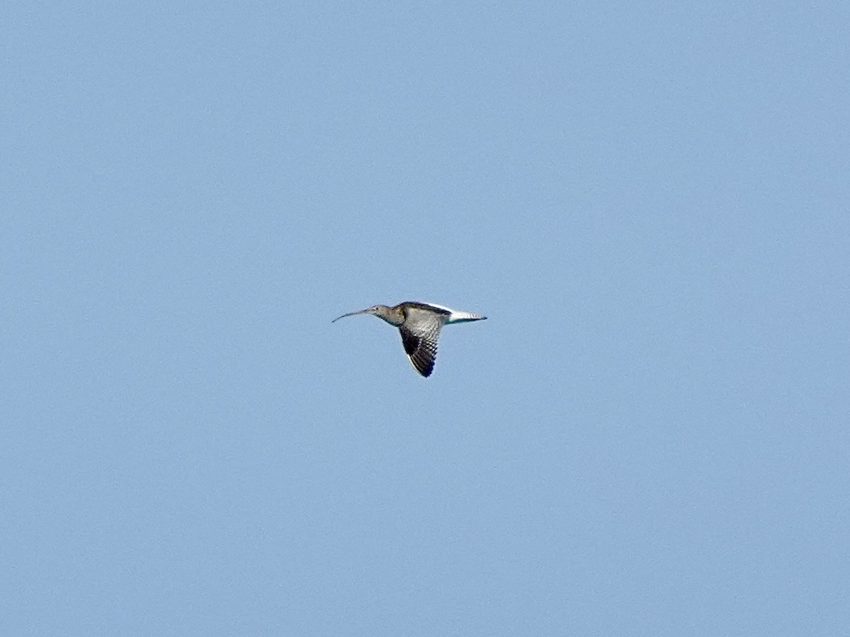 Eurasian Curlew - ML643425418