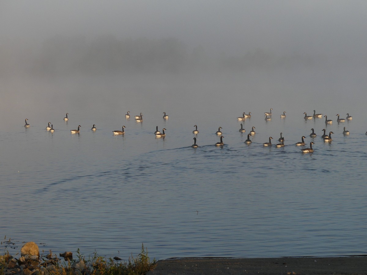 Canada Goose - ML643425440