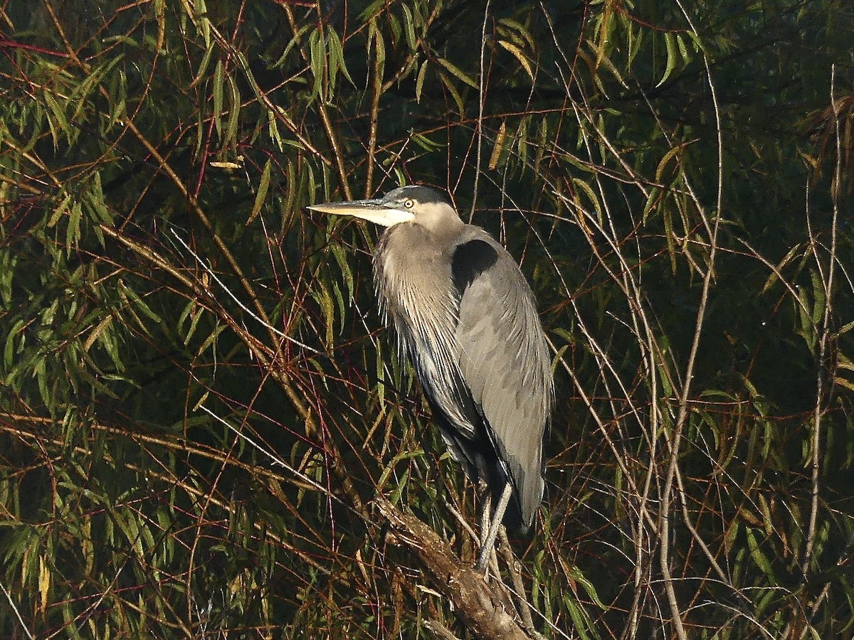 Great Blue Heron (Great Blue) - ML643425444