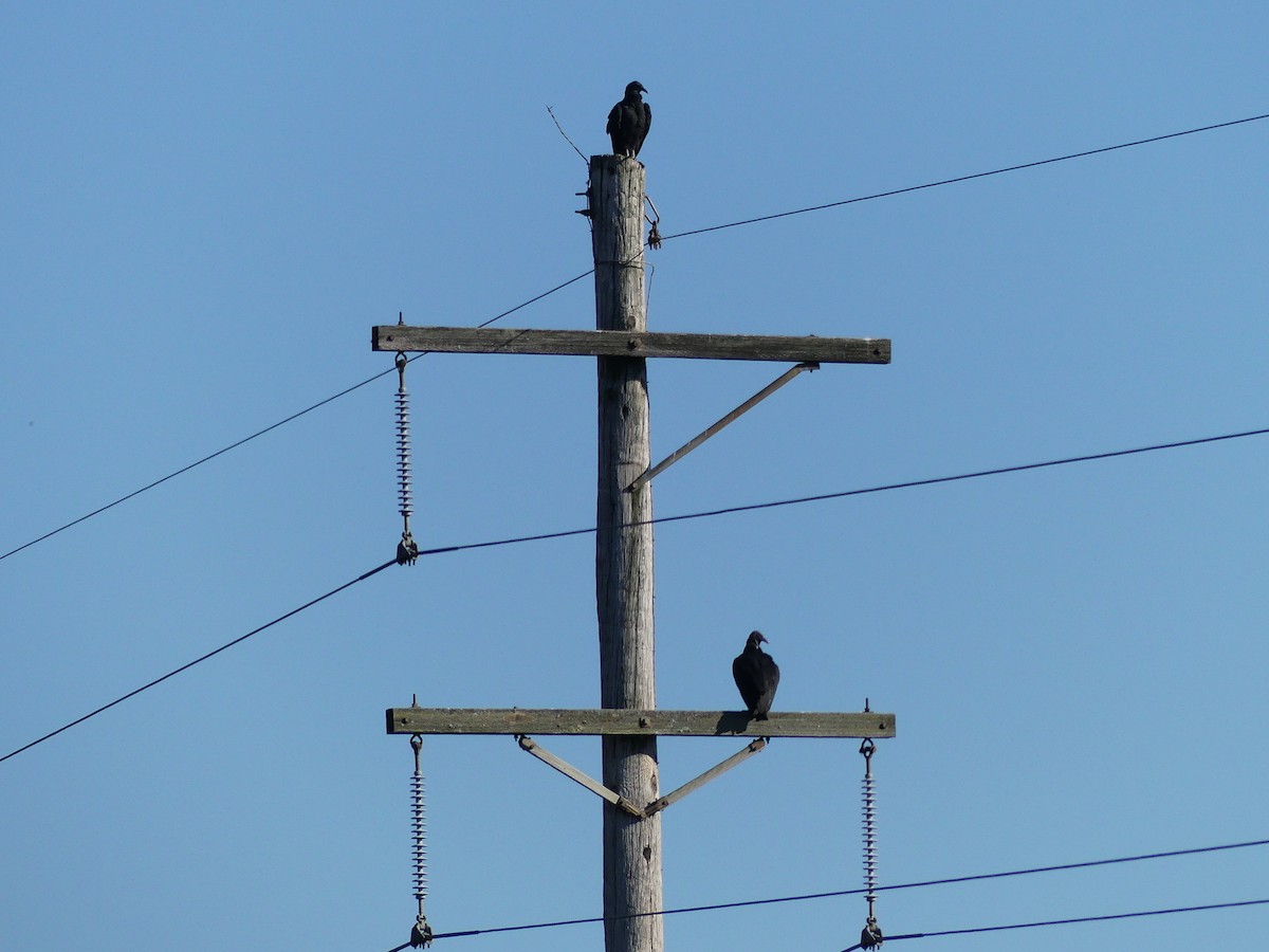 Black Vulture - ML643425447