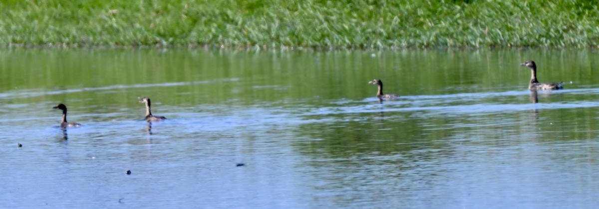 Pied-billed Grebe - ML643425452