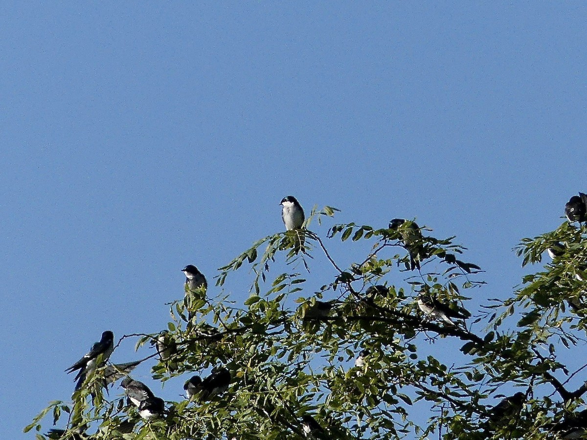 Tree Swallow - ML643425454