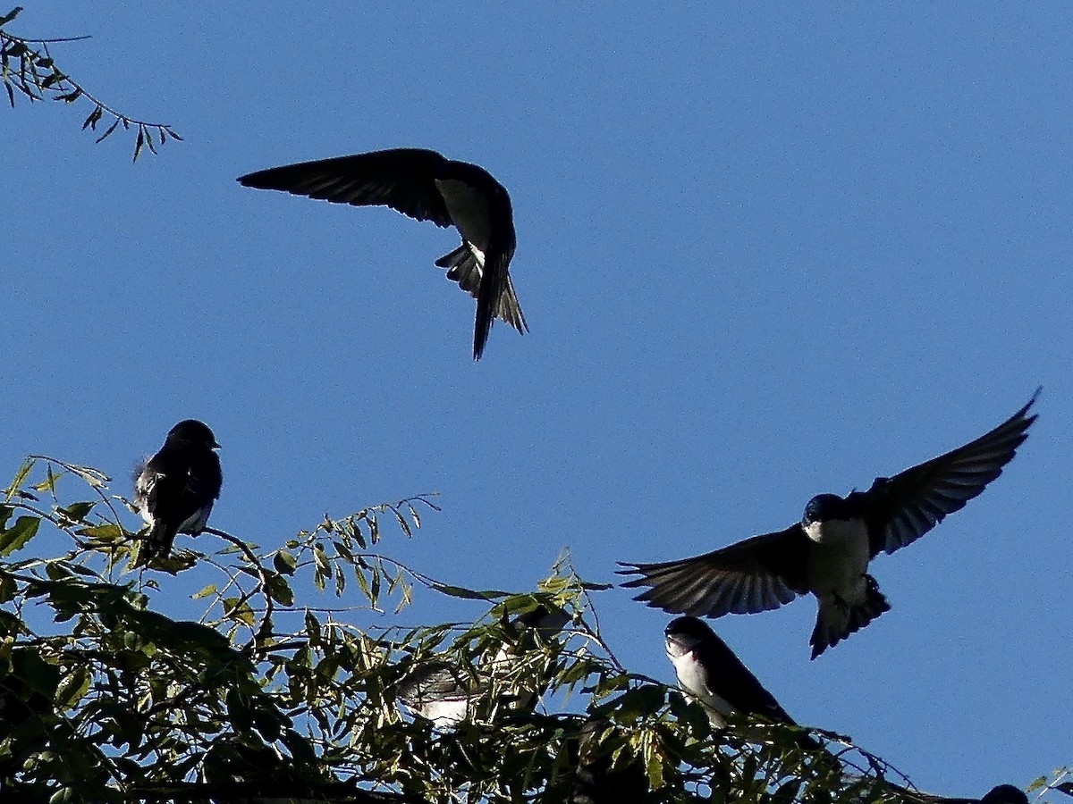 Tree Swallow - ML643425466