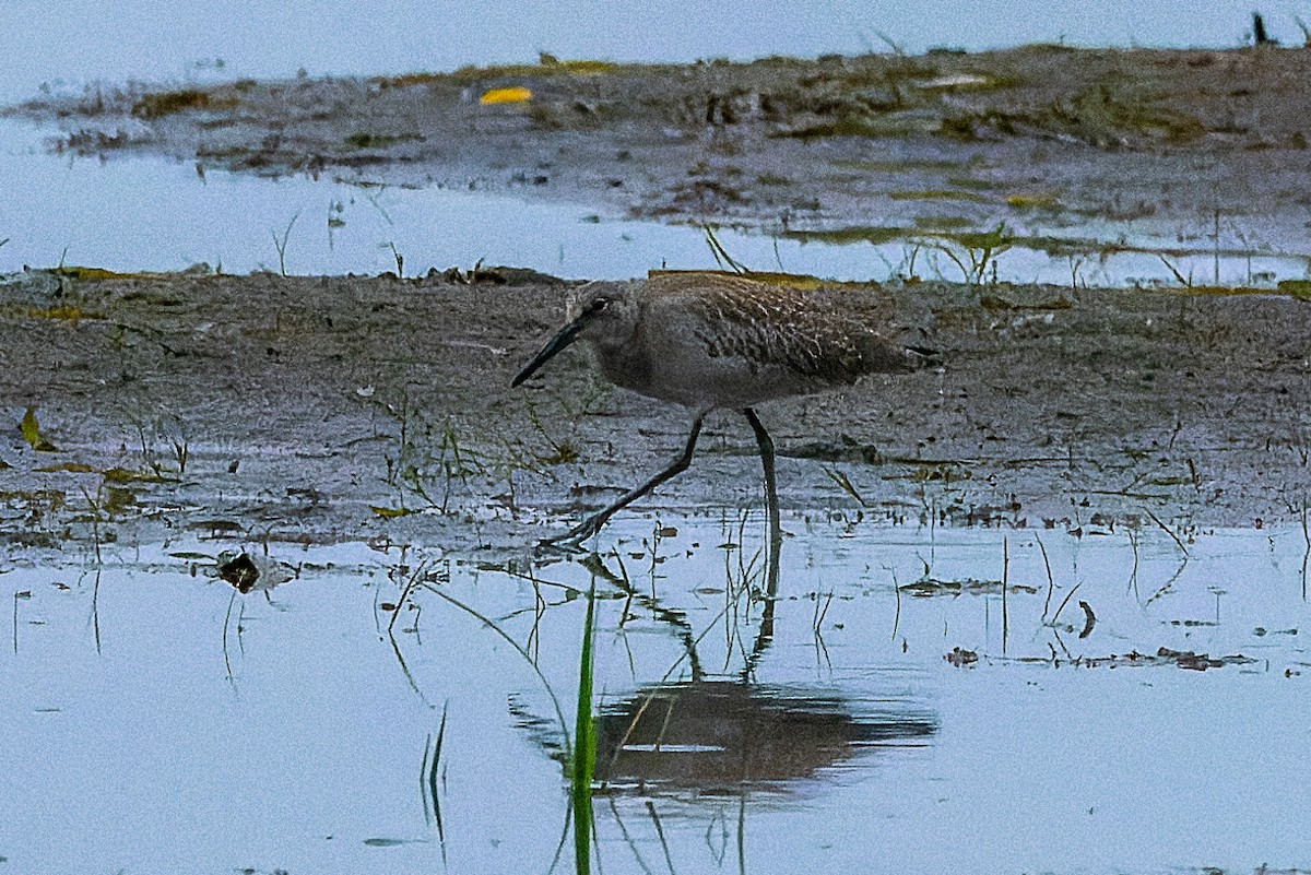 Willet - ML643425471