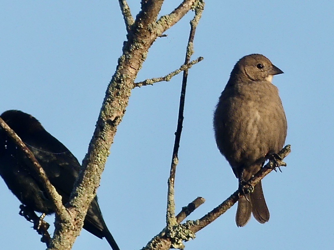 Brown-headed Cowbird - ML643425478