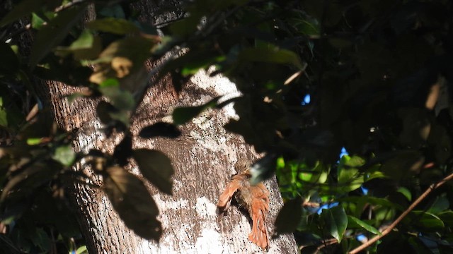 Guianan Woodcreeper - ML643425479