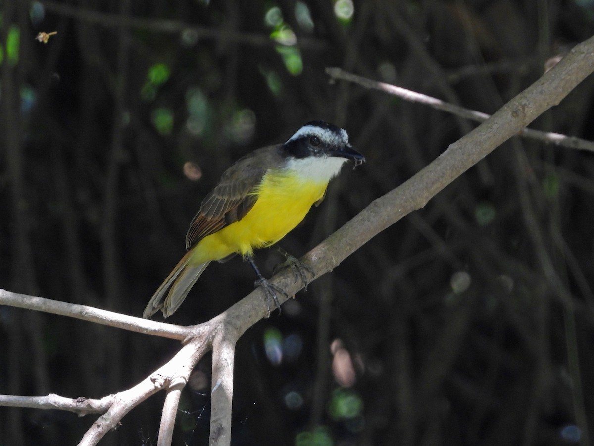 Lesser Kiskadee - ML643425484