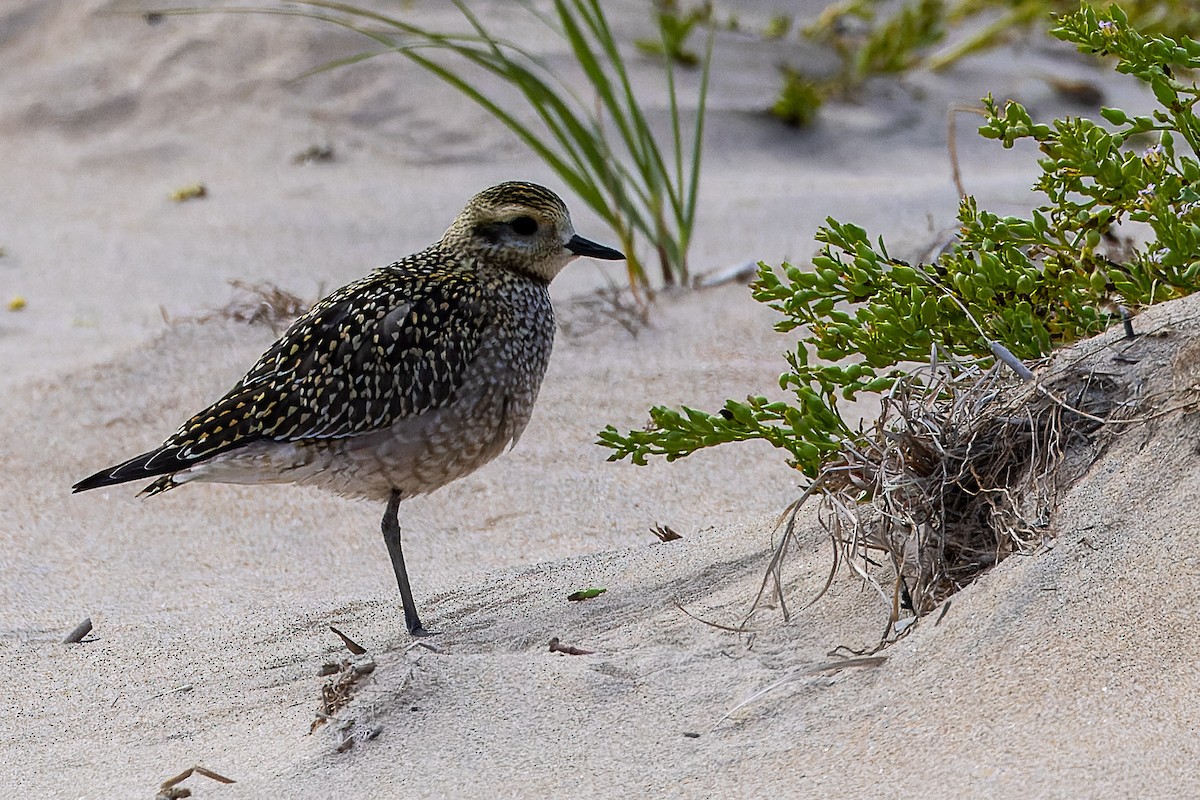 American Golden-Plover - ML643425501