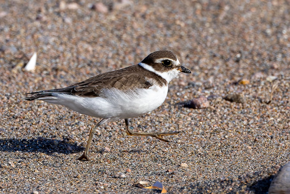 Semipalmated Plover - ML643425504