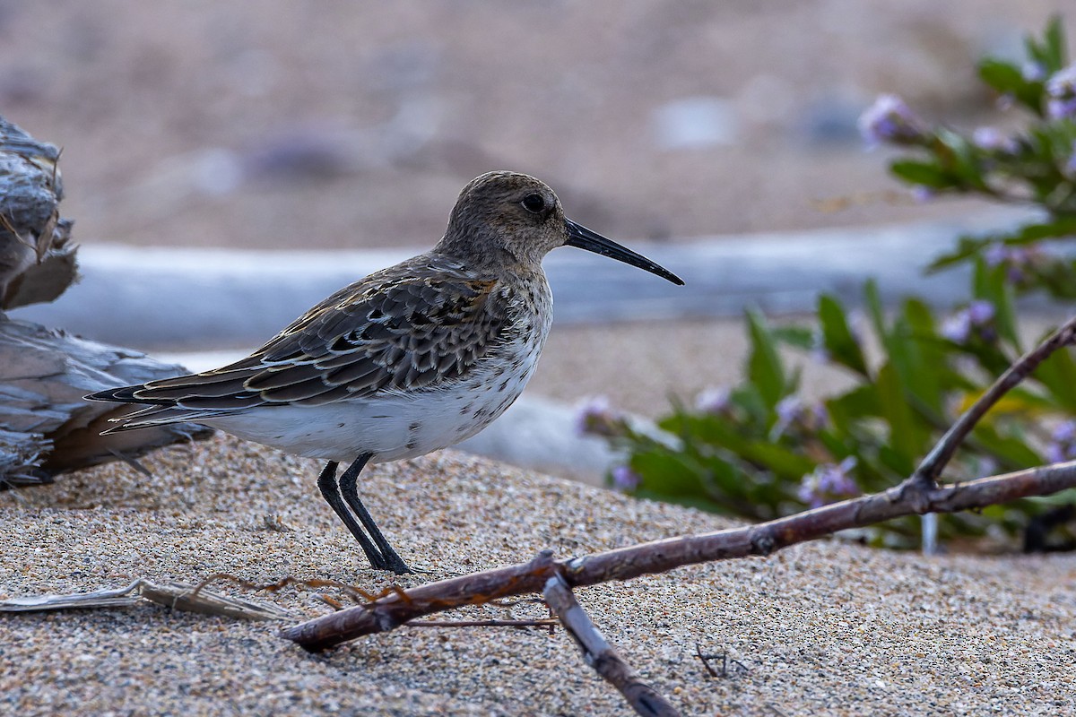 Dunlin - ML643425511
