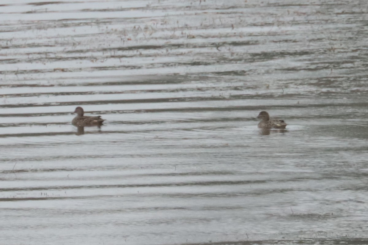 Gadwall - ML643425540