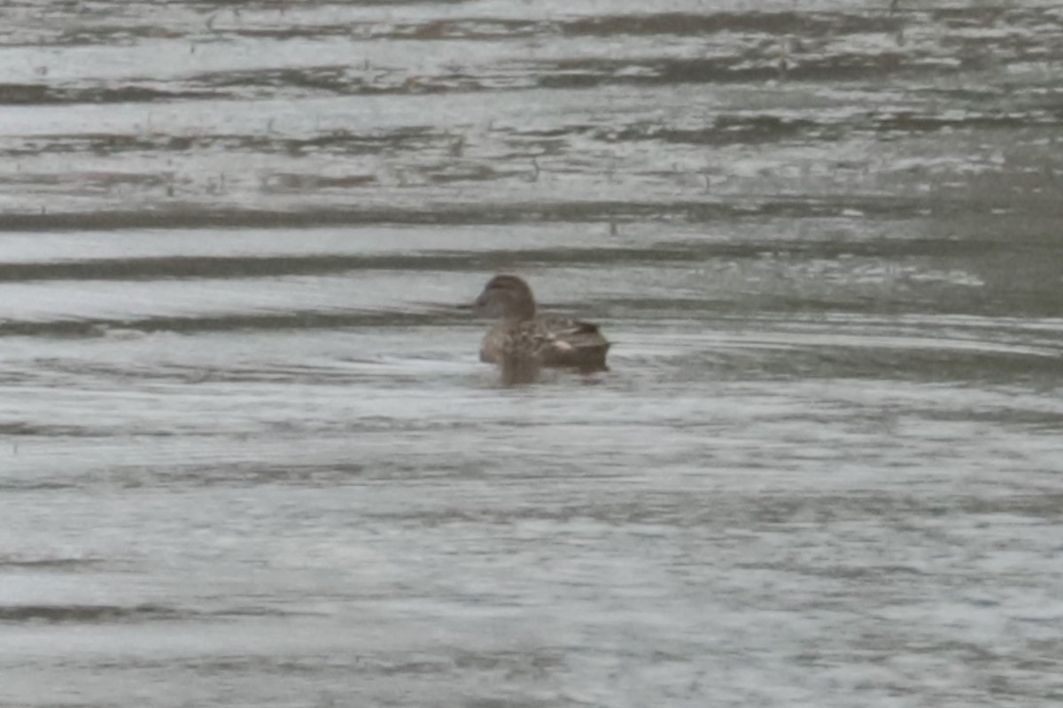 Gadwall - ML643425541