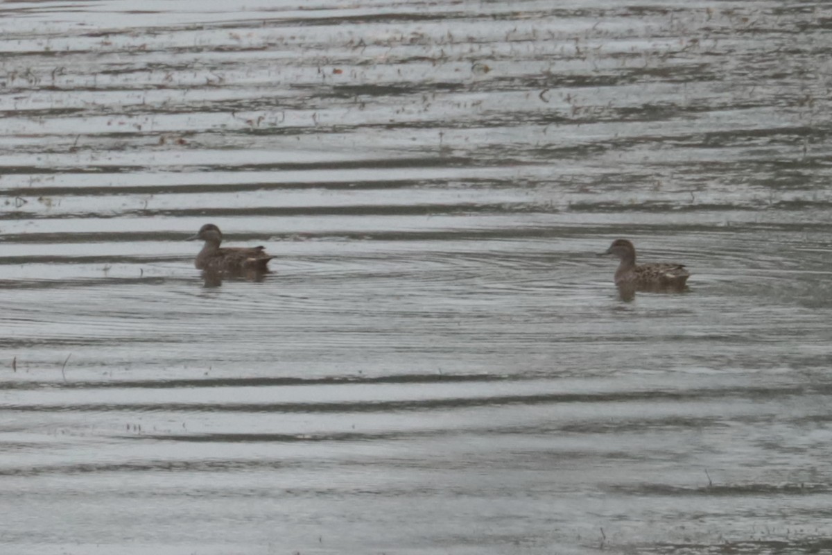 Gadwall - ML643425542
