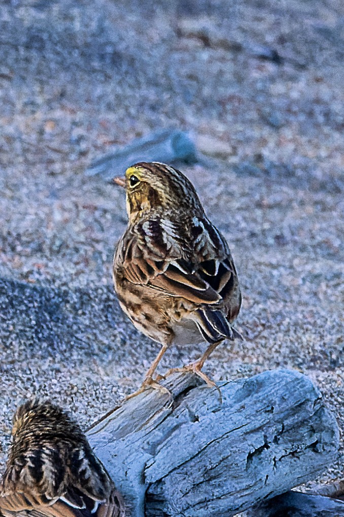 Savannah Sparrow - ML643425543