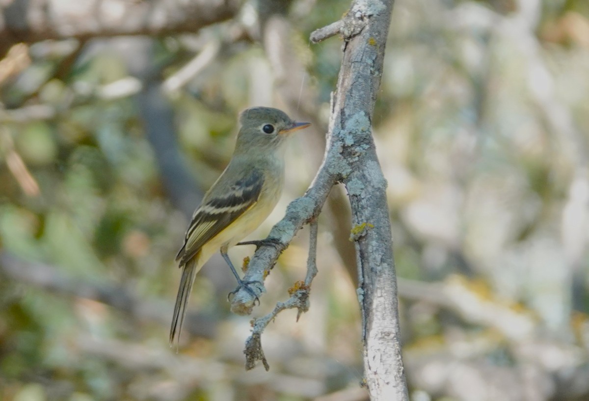 tyranovec malinký - ML643425556