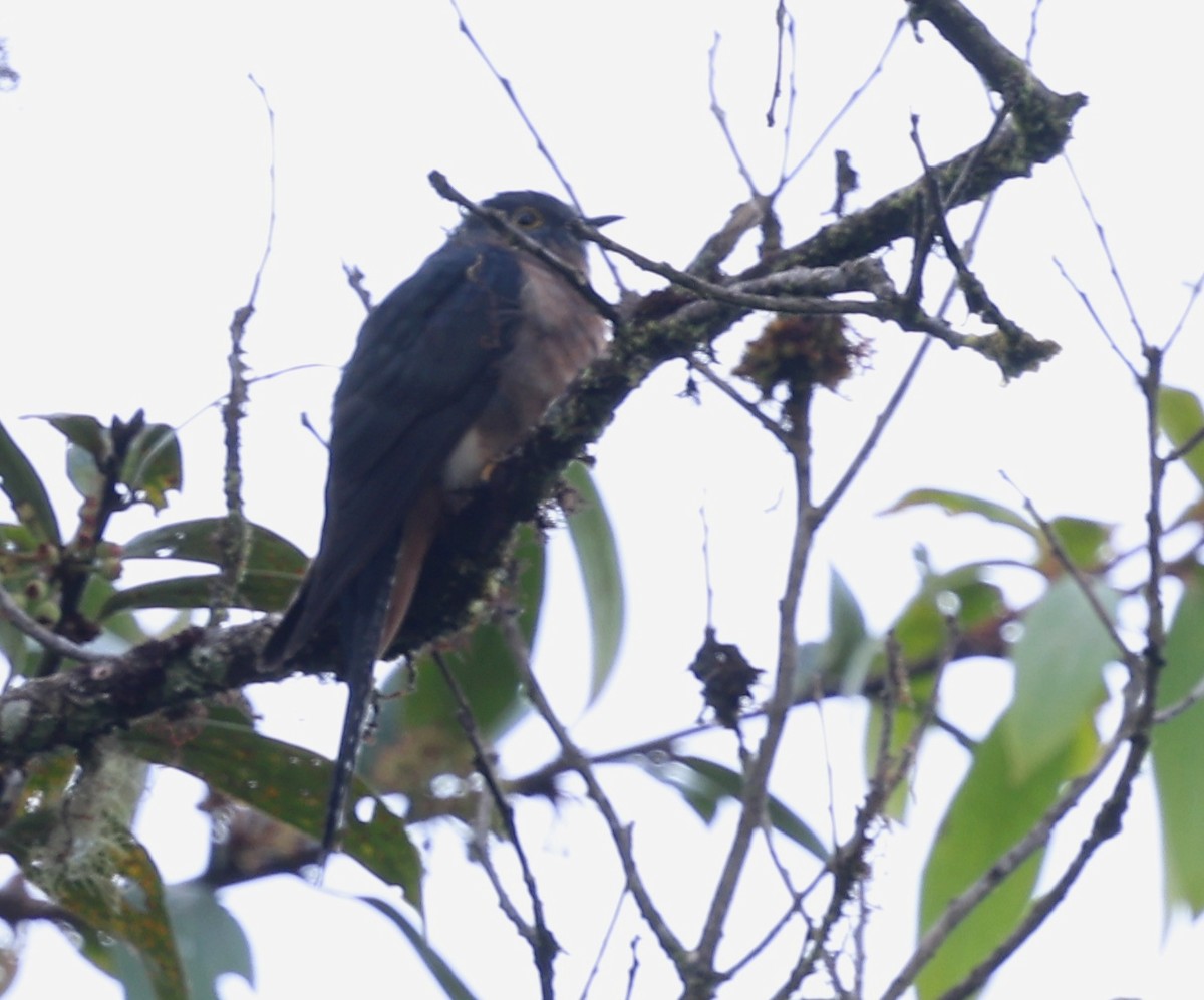 Fan-tailed Cuckoo - ML643425557