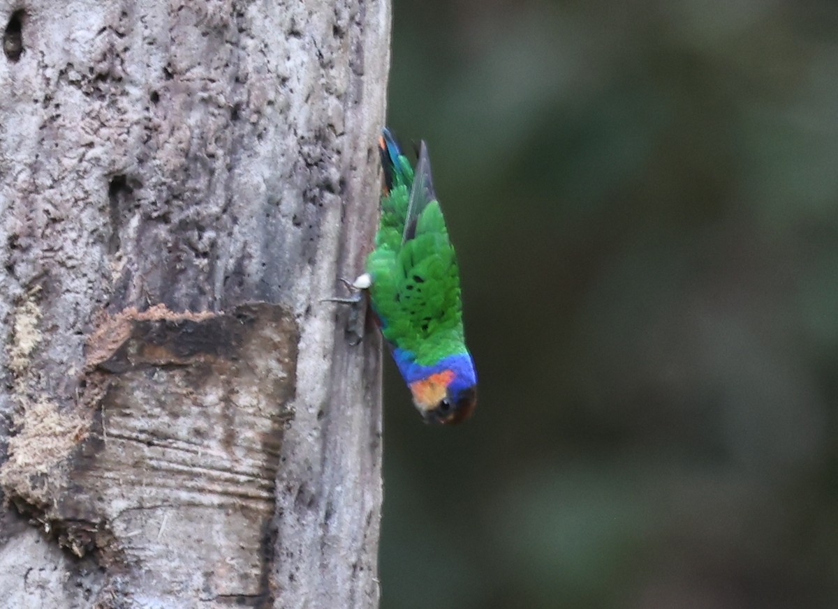 Red-breasted Pygmy-Parrot - ML643425569