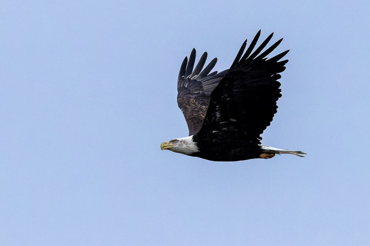 Bald Eagle - ML643425573