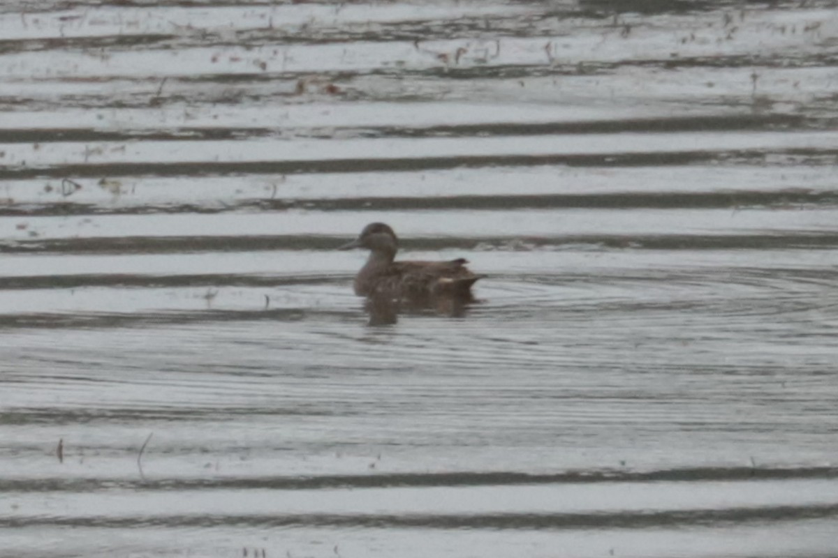 Gadwall - ML643425599