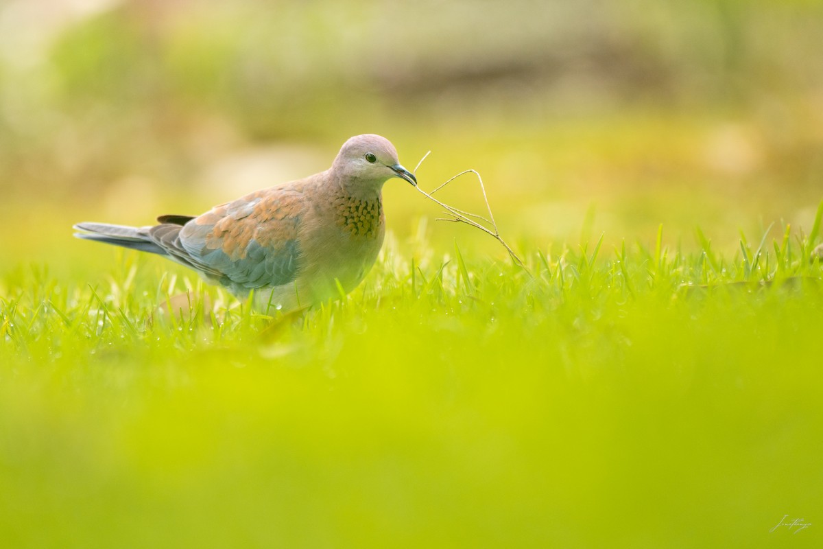 Өөдсөн хүүрзгэнэ - ML643425602