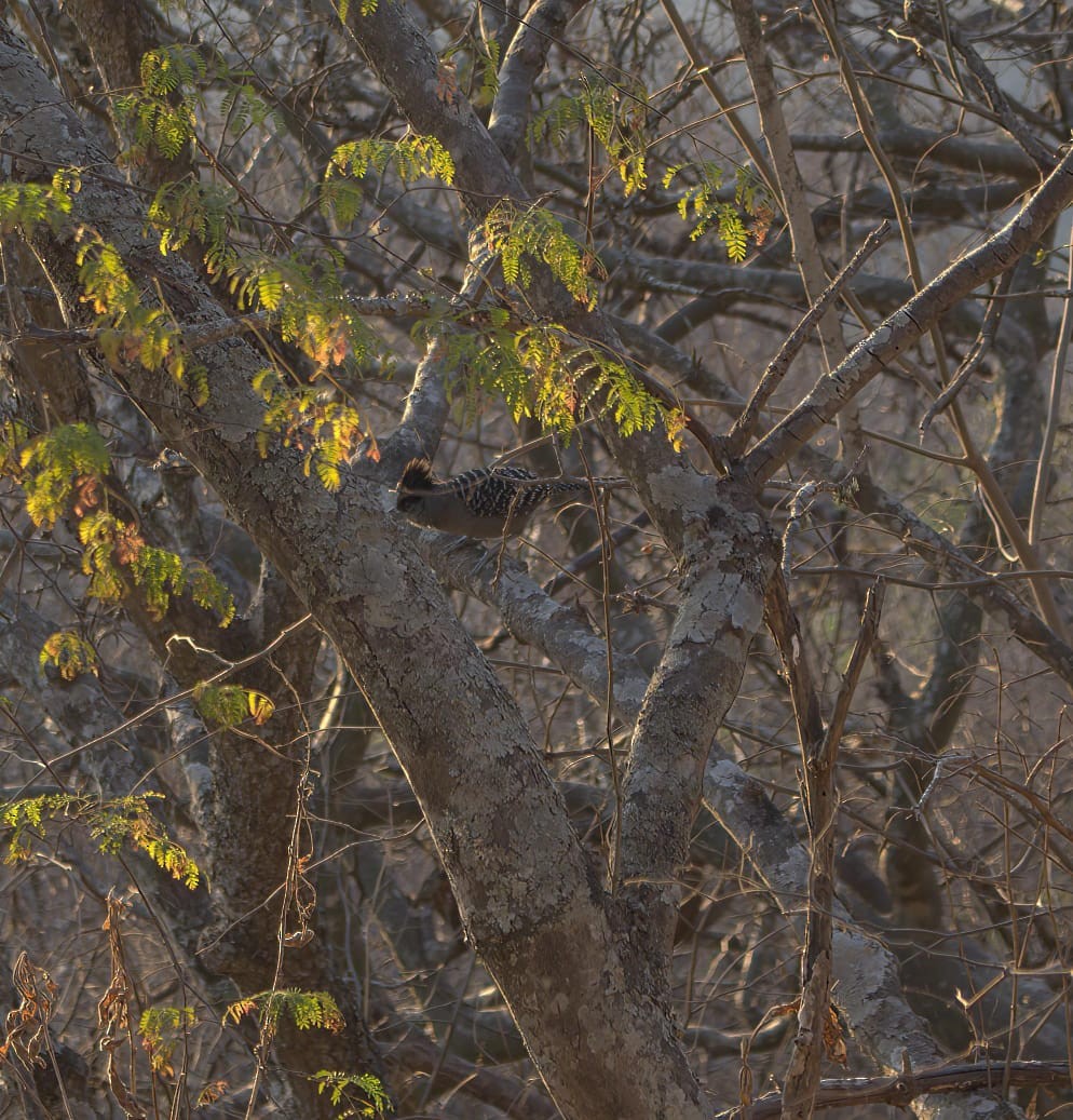 Giant Antshrike - ML643425624
