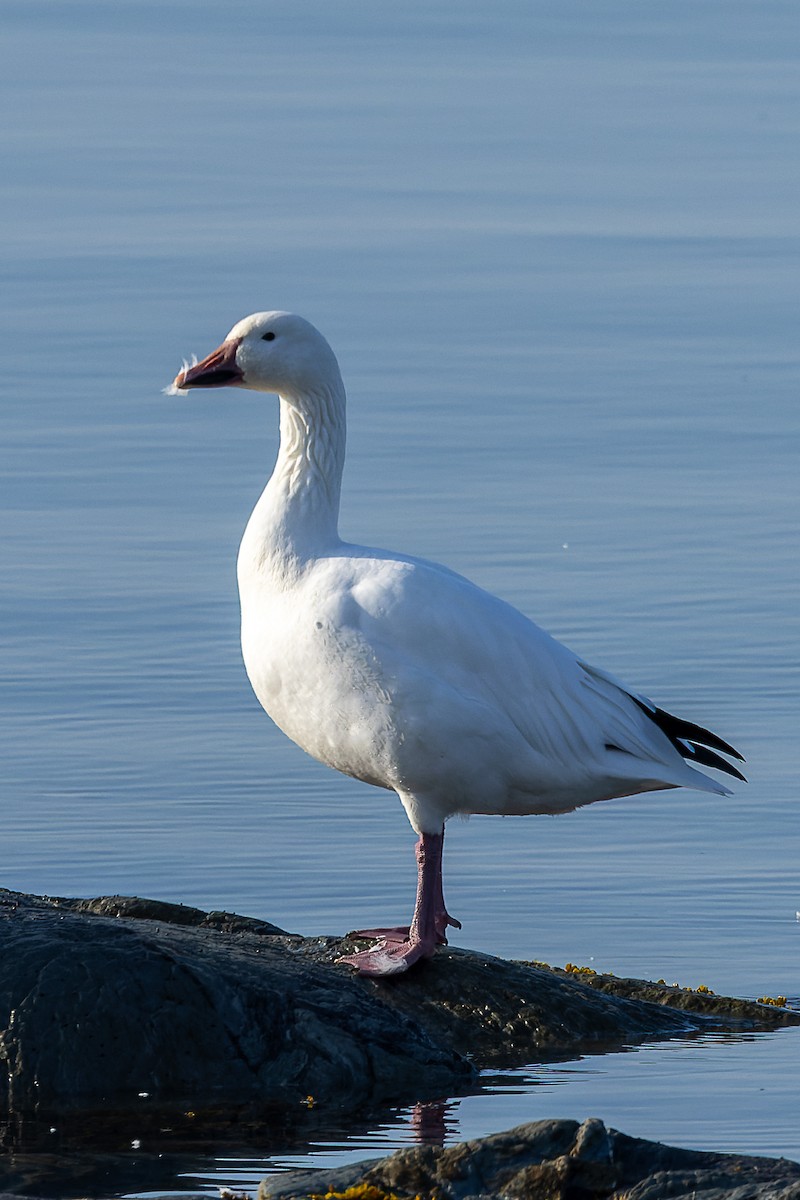Snow Goose - ML643425629