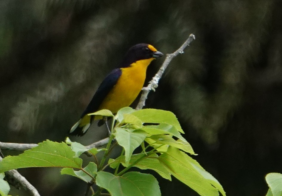 Violaceous Euphonia - ML643425631