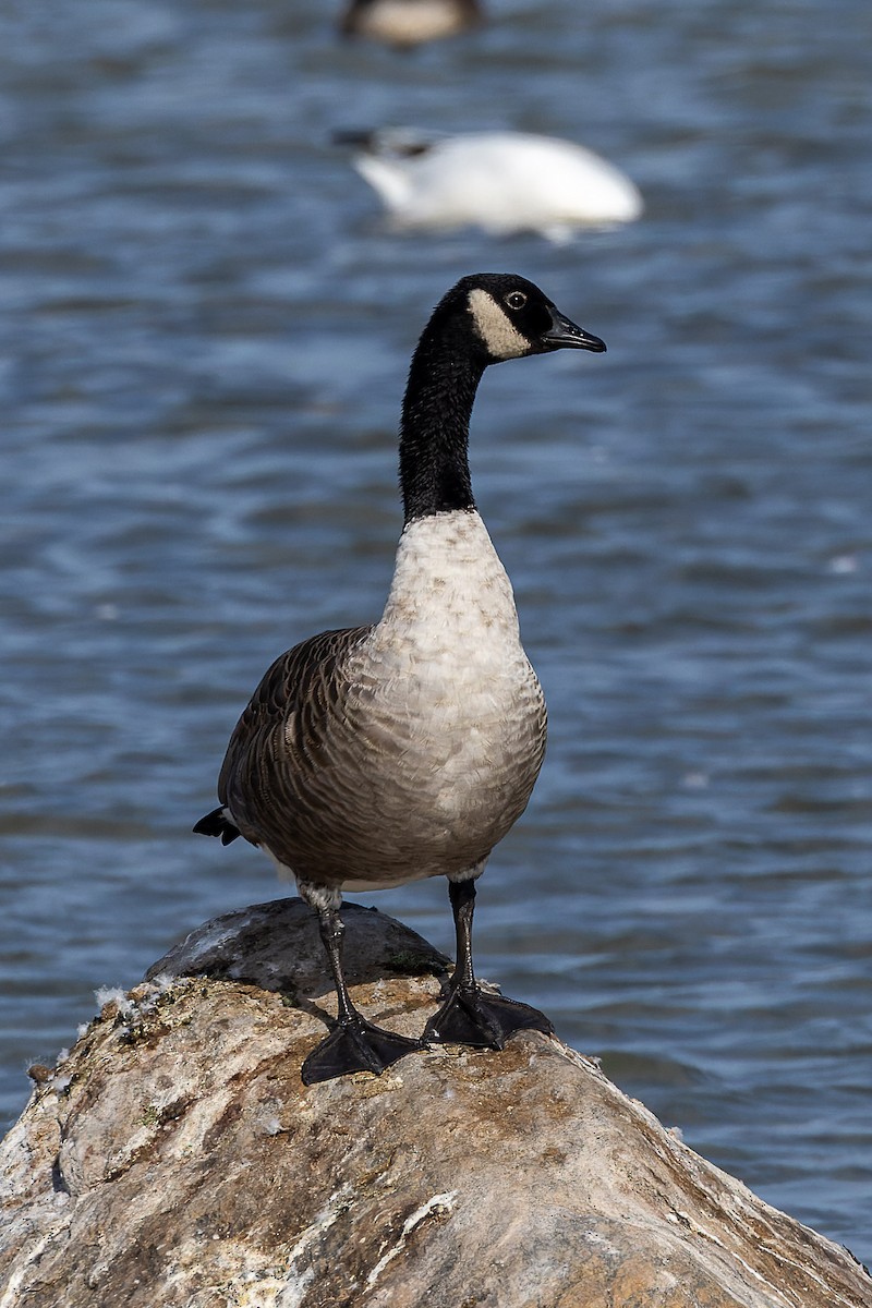 Canada Goose - ML643425634