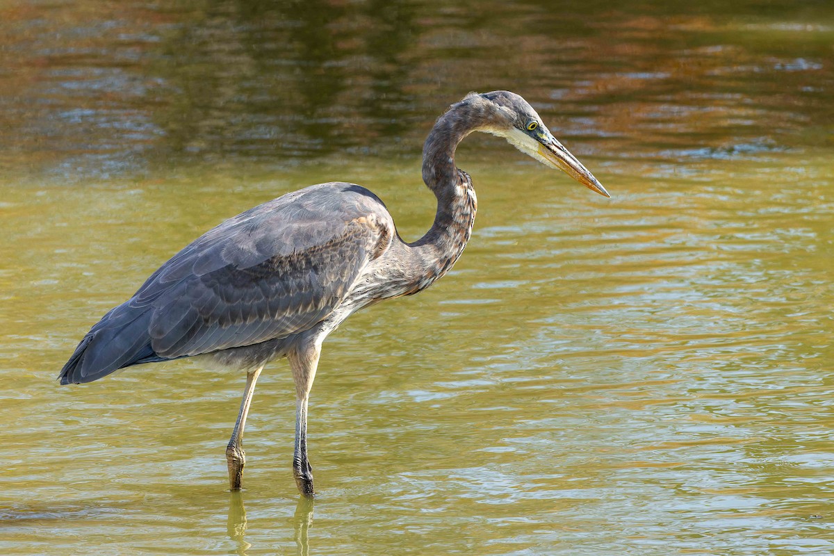 Great Blue Heron - ML643425636