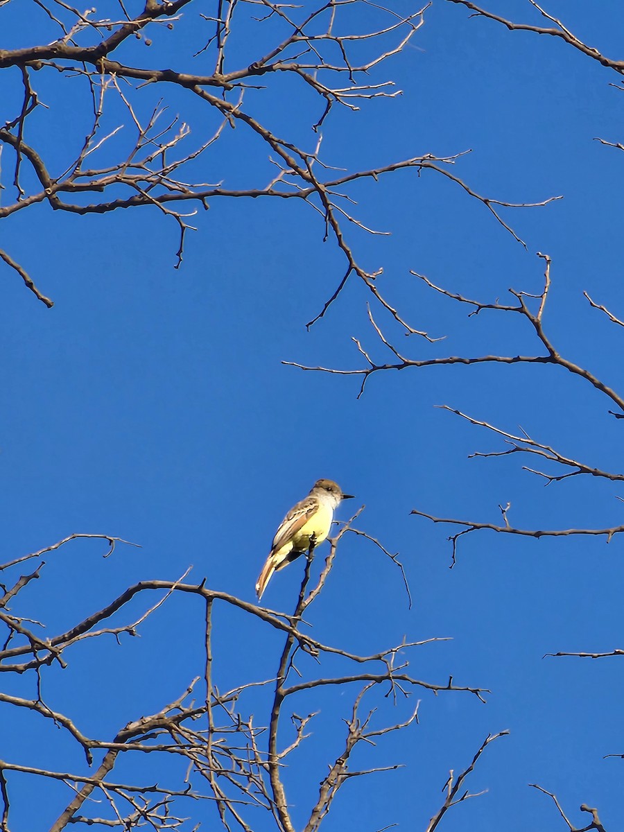 Brown-crested Flycatcher - ML643425638