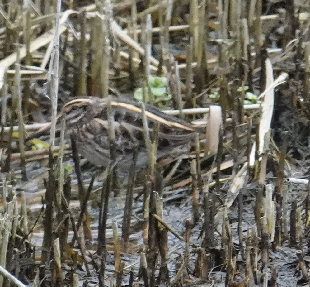 Jack Snipe - ML643425640